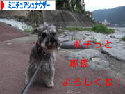 にほんブログ村 犬ブログ ミニチュアシュナウザーへ