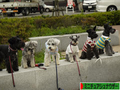 にほんブログ村 犬ブログ ミニチュアシュナウザーへ