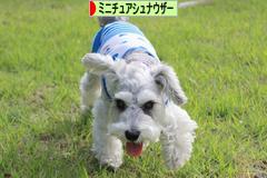 にほんブログ村 犬ブログ ミニチュアシュナウザーへ