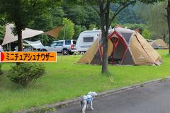 にほんブログ村 犬ブログ ミニチュアシュナウザーへ