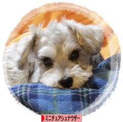 にほんブログ村 犬ブログ ミニチュアシュナウザーへ