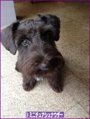 にほんブログ村 犬ブログ ミニチュアシュナウザーへ