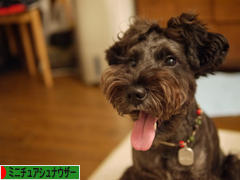 にほんブログ村 犬ブログ ミニチュアシュナウザーへ