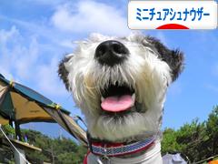 にほんブログ村 犬ブログ ミニチュアシュナウザーへ