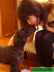 にほんブログ村 犬ブログ ミニチュアシュナウザーへ