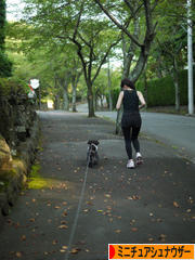 にほんブログ村 犬ブログ ミニチュアシュナウザーへ
