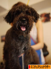 にほんブログ村 犬ブログ ミニチュアシュナウザーへ