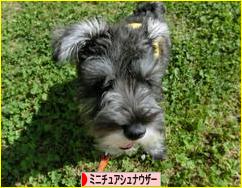 にほんブログ村 犬ブログ ミニチュアシュナウザーへ