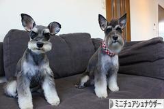 にほんブログ村 犬ブログ ミニチュアシュナウザーへ