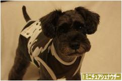 にほんブログ村 犬ブログ ミニチュアシュナウザーへ