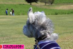 にほんブログ村 犬ブログ ミニチュアシュナウザーへ