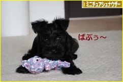 にほんブログ村 犬ブログ ミニチュアシュナウザーへ
