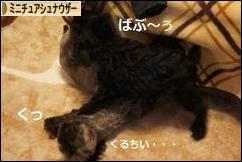 にほんブログ村 犬ブログ ミニチュアシュナウザーへ