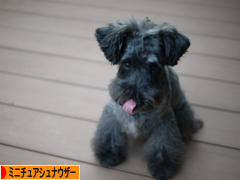 にほんブログ村 犬ブログ ミニチュアシュナウザーへ