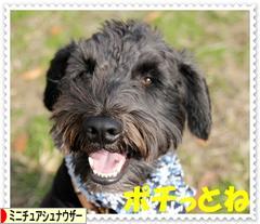 にほんブログ村 犬ブログ ミニチュアシュナウザーへ