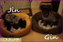 にほんブログ村 犬ブログ ミニチュアシュナウザーへ