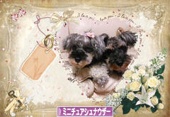 にほんブログ村 犬ブログ ミニチュアシュナウザーへ