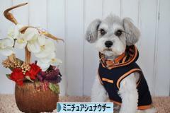 にほんブログ村 犬ブログ ミニチュアシュナウザーへ