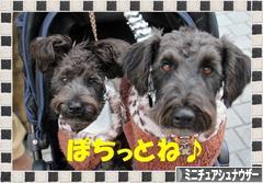 にほんブログ村 犬ブログ ミニチュアシュナウザーへ