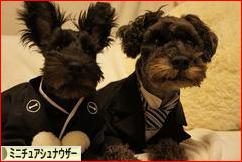 にほんブログ村 犬ブログ ミニチュアシュナウザーへ