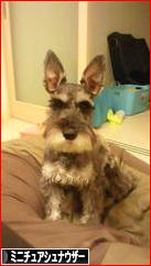 にほんブログ村 犬ブログ ミニチュアシュナウザーへ
