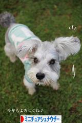 にほんブログ村 犬ブログ ミニチュアシュナウザーへ