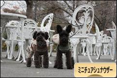 にほんブログ村 犬ブログ ミニチュアシュナウザーへ