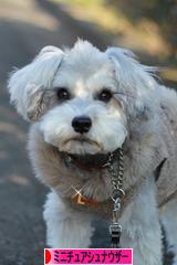 にほんブログ村 犬ブログ ミニチュアシュナウザーへ