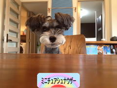 にほんブログ村 犬ブログ ミニチュアシュナウザーへ