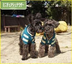 にほんブログ村 犬ブログ ミニチュアシュナウザーへ