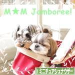 にほんブログ村 犬ブログ ミニチュアシュナウザーへ