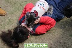 にほんブログ村 犬ブログ ミニチュアシュナウザーへ