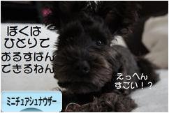にほんブログ村 犬ブログ ミニチュアシュナウザーへ