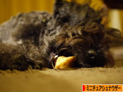 にほんブログ村 犬ブログ ミニチュアシュナウザーへ