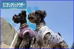にほんブログ村 犬ブログ ミニチュアシュナウザーへ