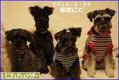 にほんブログ村 犬ブログ ミニチュアシュナウザーへ