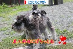 にほんブログ村 犬ブログ ミニチュアシュナウザーへ