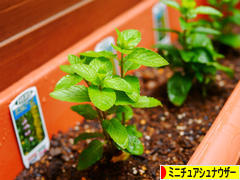 にほんブログ村 犬ブログ ミニチュアシュナウザーへ