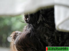 にほんブログ村 犬ブログ ミニチュアシュナウザーへ