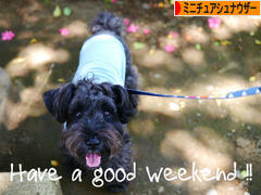 にほんブログ村 犬ブログ ミニチュアシュナウザーへ