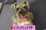 にほんブログ村 犬ブログ ミニチュアシュナウザーへ