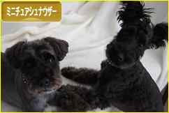 にほんブログ村 犬ブログ ミニチュアシュナウザーへ