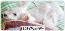 にほんブログ村 犬ブログ ミニチュアシュナウザーへ