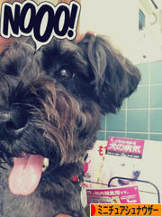 にほんブログ村 犬ブログ ミニチュアシュナウザーへ