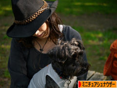 にほんブログ村 犬ブログ ミニチュアシュナウザーへ