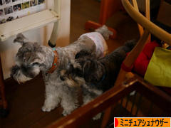 にほんブログ村 犬ブログ ミニチュアシュナウザーへ