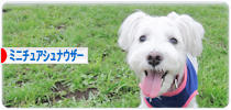 にほんブログ村 犬ブログ ミニチュアシュナウザーへ