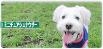 にほんブログ村 犬ブログ ミニチュアシュナウザーへ