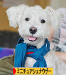 にほんブログ村 犬ブログ ミニチュアシュナウザーへ