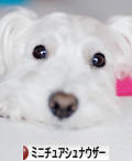 にほんブログ村 犬ブログ ミニチュアシュナウザーへ